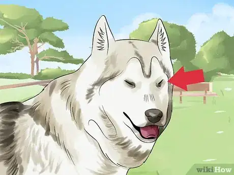 Image titled Treat Canine Glaucoma Step 1
