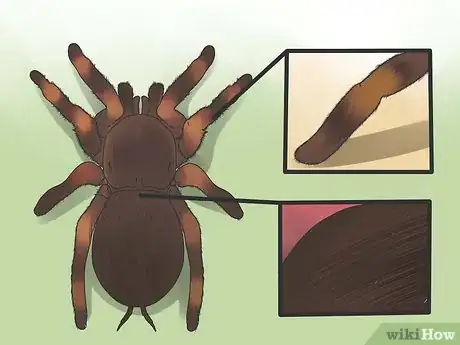 Image titled Identify a Tarantula Spider Step 2