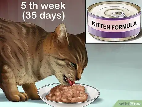 Image titled Feed a Pregnant or Nursing Cat Step 3