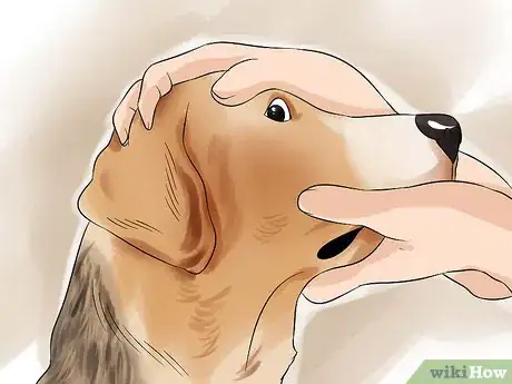 Image titled Treat Canine Glaucoma Step 2