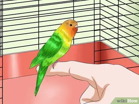 Image titled Tame Your Budgies Step 11
