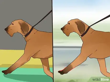 Image titled Improve Your Dog's Show Ring Gait Step 1