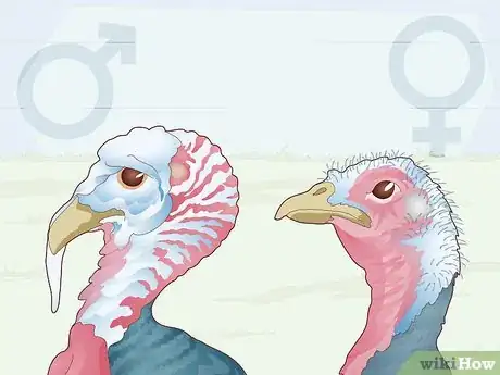 Image titled Sex Turkeys Step 1