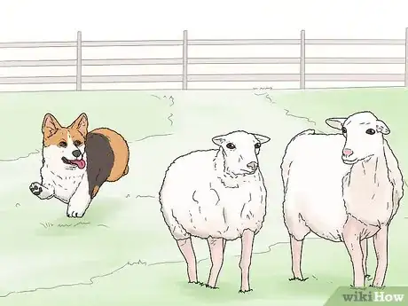 Image titled Identify a Pembroke Welsh Corgi Step 13