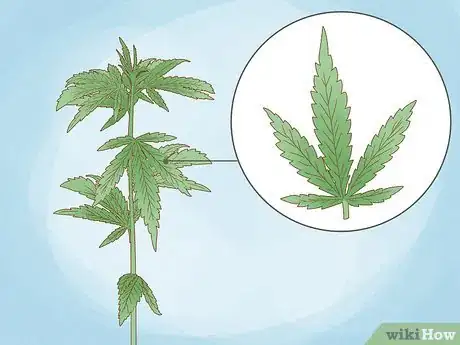 Image titled Identify Hemp Buds Step 3