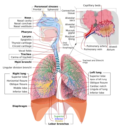 Image titled 1200px Respiratory_system_complete_en.png