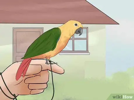 Image titled Entertain a Conure Step 8