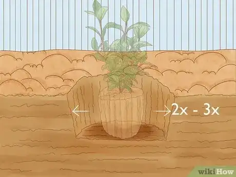 Image titled Plant Viburnum Step 7