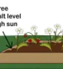 Identify and Treat Strawberry Diseases