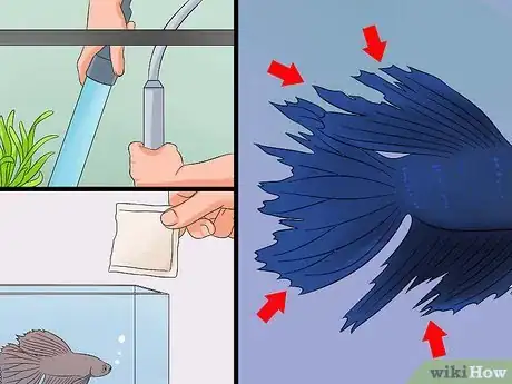 Image titled Save a Dying Betta Fish Step 6