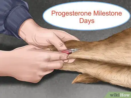 Image titled Predict when Your Dog Will Whelp Her Puppies Step 1