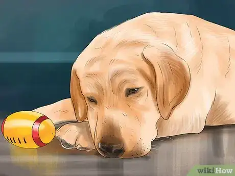 Image titled Know if Your Senior Dog Is in Pain Step 7