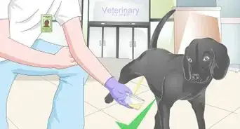 Get a Urine Sample from a Male Dog