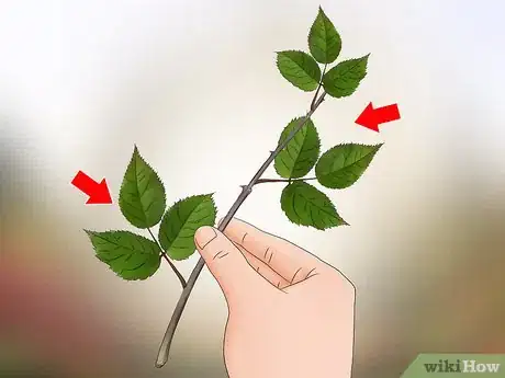 Image titled Replant a Rose Step 12