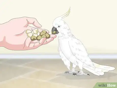 Image titled Feed a Cockatoo Step 10