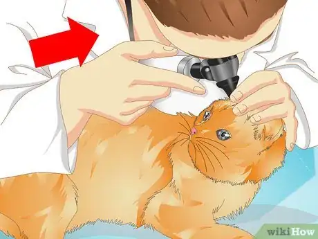 Image titled Deliver Ear Medication to Cats Step 1