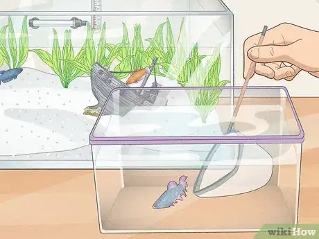 Image titled Keep Multiple Female Bettas in One Tank Step 7