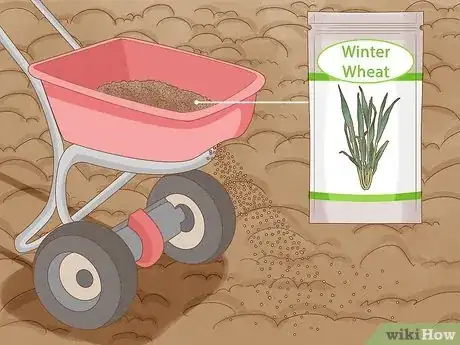 Image titled Plant Wheat Step 7