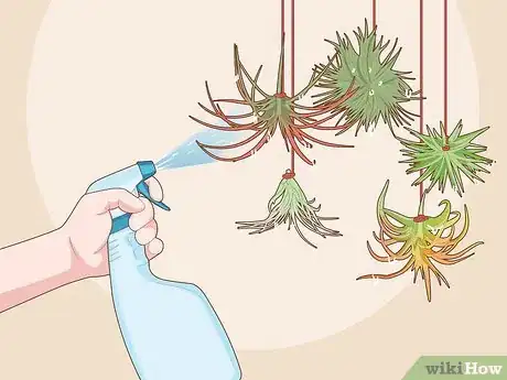 Image titled Care for Air Plants Indoors Step 5