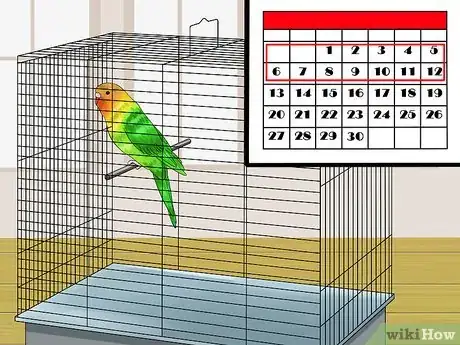 Image titled Train Your Budgie Step 1