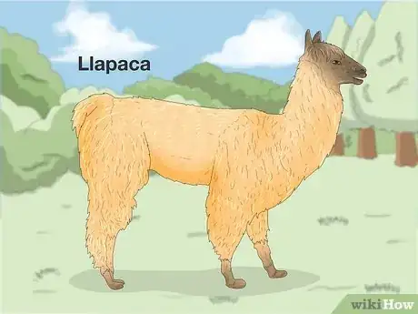 Image titled Llama vs Alpaca Step 8