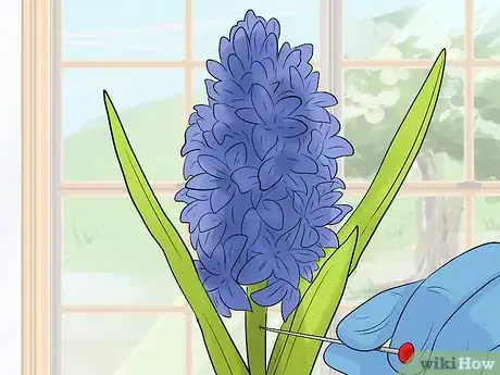 Image titled Prevent Hyacinth Flowers from Flopping Step 14