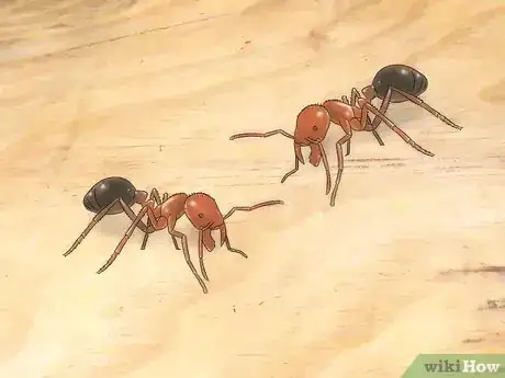 Image titled Identify Ants Step 19