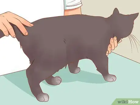 Image titled Stop Your Cat from Begging Step 12