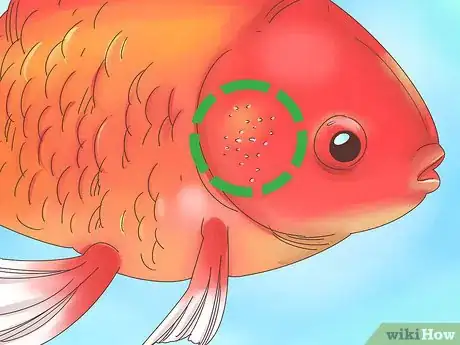 Image titled Tell if a Goldfish Is Pregnant Step 4