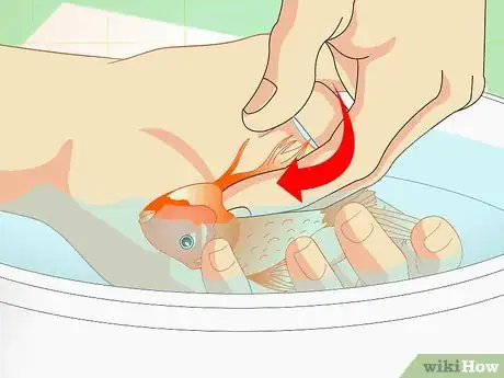 Image titled Revive a Goldfish Step 4