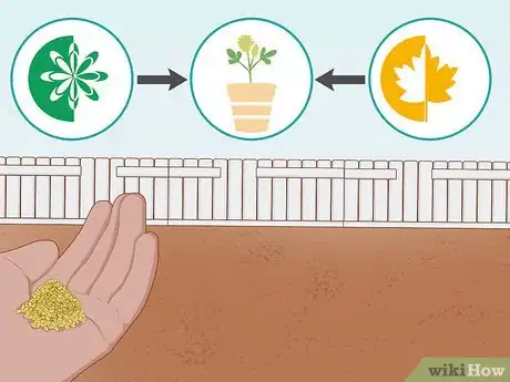 Image titled Grow Fenugreek Step 4