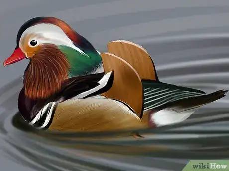 Image titled Identify a Mandarin Duck Step 6