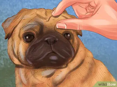Image titled Clean a Pug's Facial Wrinkles Step 3