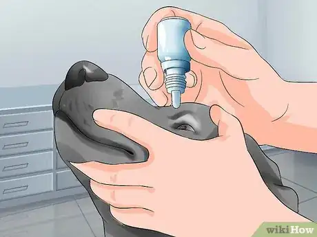 Image titled Treat Canine Glaucoma Step 5