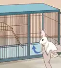 Pet a Rabbit