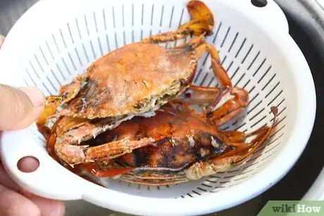 Image titled Boil Blue Crab Step 12