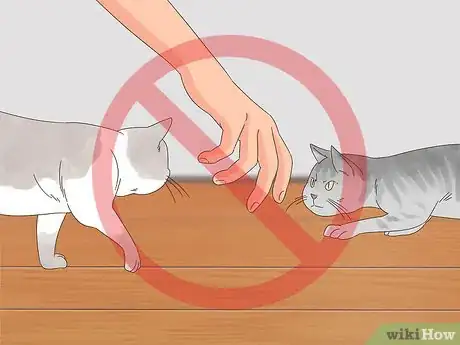 Image titled Know if Cats Are Playing or Fighting Step 12