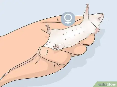 Image titled Tell if a Mouse Is Male or Female Step 5