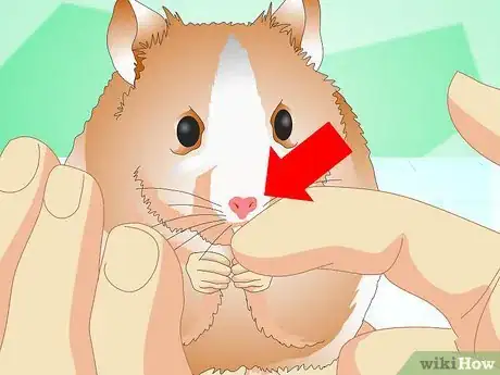 Image titled Know if Your Hamster Is Healthy Step 1