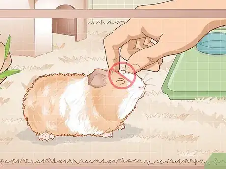 Image titled Properly Care for Your Guinea Pigs Step 19