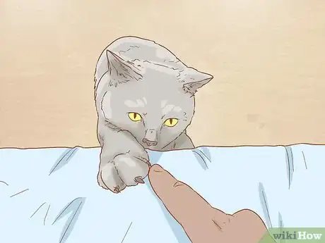 Image titled Identify a Chartreux Cat Step 7