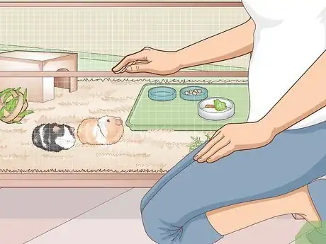 Image titled Properly Care for Your Guinea Pigs Step 18