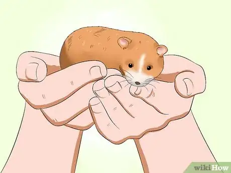 Image titled Make Your Hamster Trust You Step 9