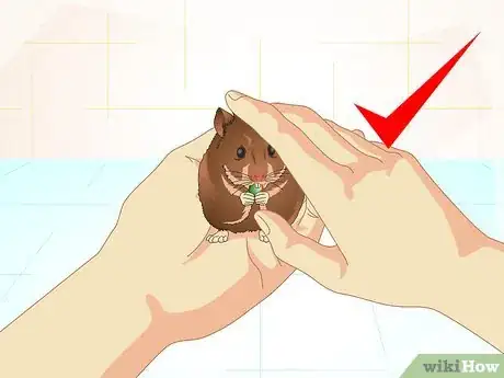 Image titled Care for Old Hamsters Step 9