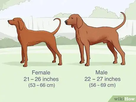 Image titled Identify a Redbone Coonhound Step 1