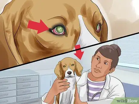 Image titled Treat Canine Glaucoma Step 3