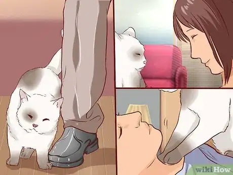 Image titled Get a Cat to Like You Step 1