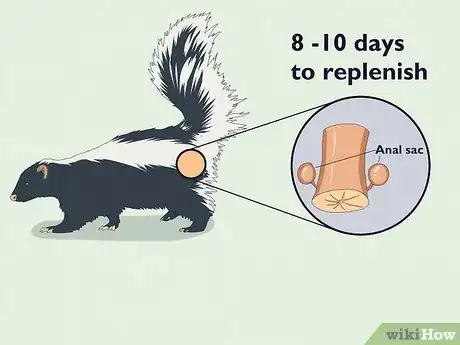 Image titled How Far Can a Skunk Spray Step 6