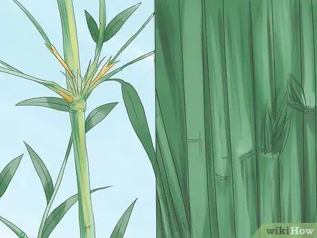 Image titled Grow Bamboo Step 2