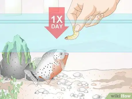 Image titled Feed Tropical Fish Step 5